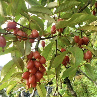 牛奶子种子剪子果甜枣麦粒子秋胡颓子夏茱萸唐茱萸观赏树种籽