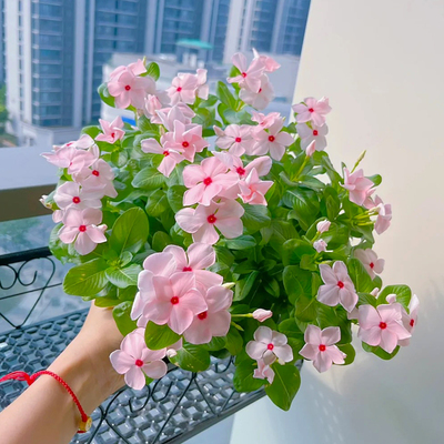 长春花种籽子四季阳台盆栽庭院
