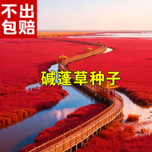 碱蓬草种子耐盐碱荒菜荒碱菜盐地草籽沙地荒地耐盐碱治理土壤改良