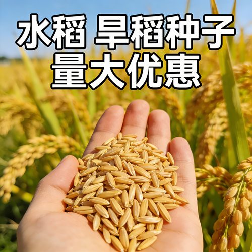 水稻种子高产优质旱稻种子南梗9108稻种杂交水稻东北大米香糯米种
