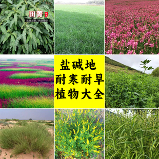 披碱草种子耐寒旱耐盐碱地冰草碱蓬碱茅荒山边坡复绿护坡固土草籽