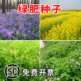 绿肥紫云英种子籽毛苕子野豌豆种籽箭舌豌豆种白三叶肥田萝卜籽