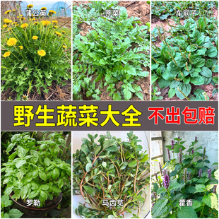 野生蔬菜蒲公英荠菜种子种籽蔬菜马齿笕阳台种菜四季易种田七薄荷