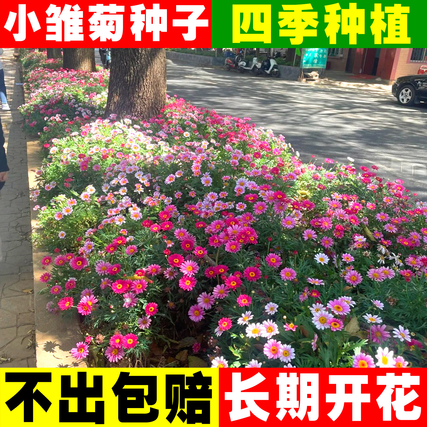 小雏菊花种子籽矮生四季播种开花耐寒阳台盆栽庭院花种子籽花期长