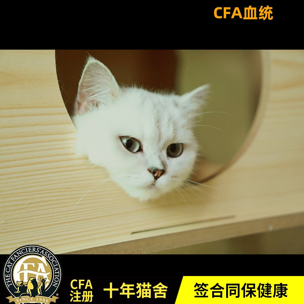 厦门/绝育特惠/cfa证书血统纯种英短银渐层妹妹毛尖色 七猫坊猫舍