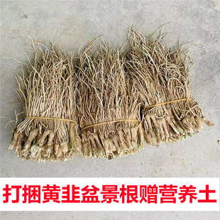 南宫特产黄韭盆景根韭菜根打捆赠营养土水培韭菜根 黄韭根