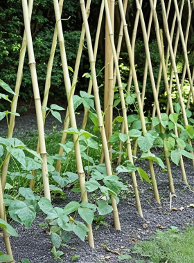 黄瓜丝瓜爬藤架子植物花架蔬菜支撑杆四季豆架杆西红柿番茄支撑架