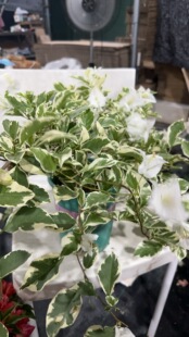 银边白 三角梅勤花品种 四季开花白色花朵银色叶边 带盆载好带花