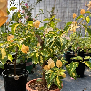 金心黄白 80杆 高杆嫁接 网红稀有品种。四季开花带花发货