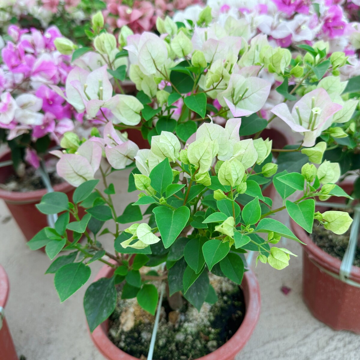 绿樱绿叶樱花三角梅老桩老苗四季开花花色系常规花色庭院阳台爬墙