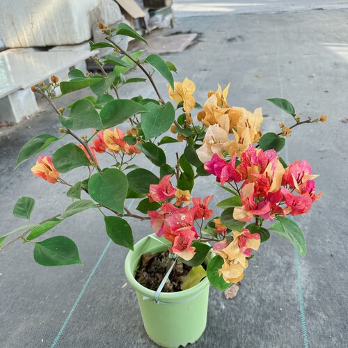 阿达娜原生三角梅双色花