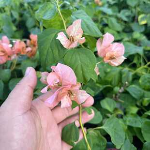 三角梅 橙九月 稀有品种 淡粉白色花系 非常勤花 原生品种