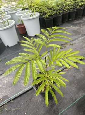 密叶猴耳环 金猴 浑身泛浅黄色  叶子和常规猴子有差别