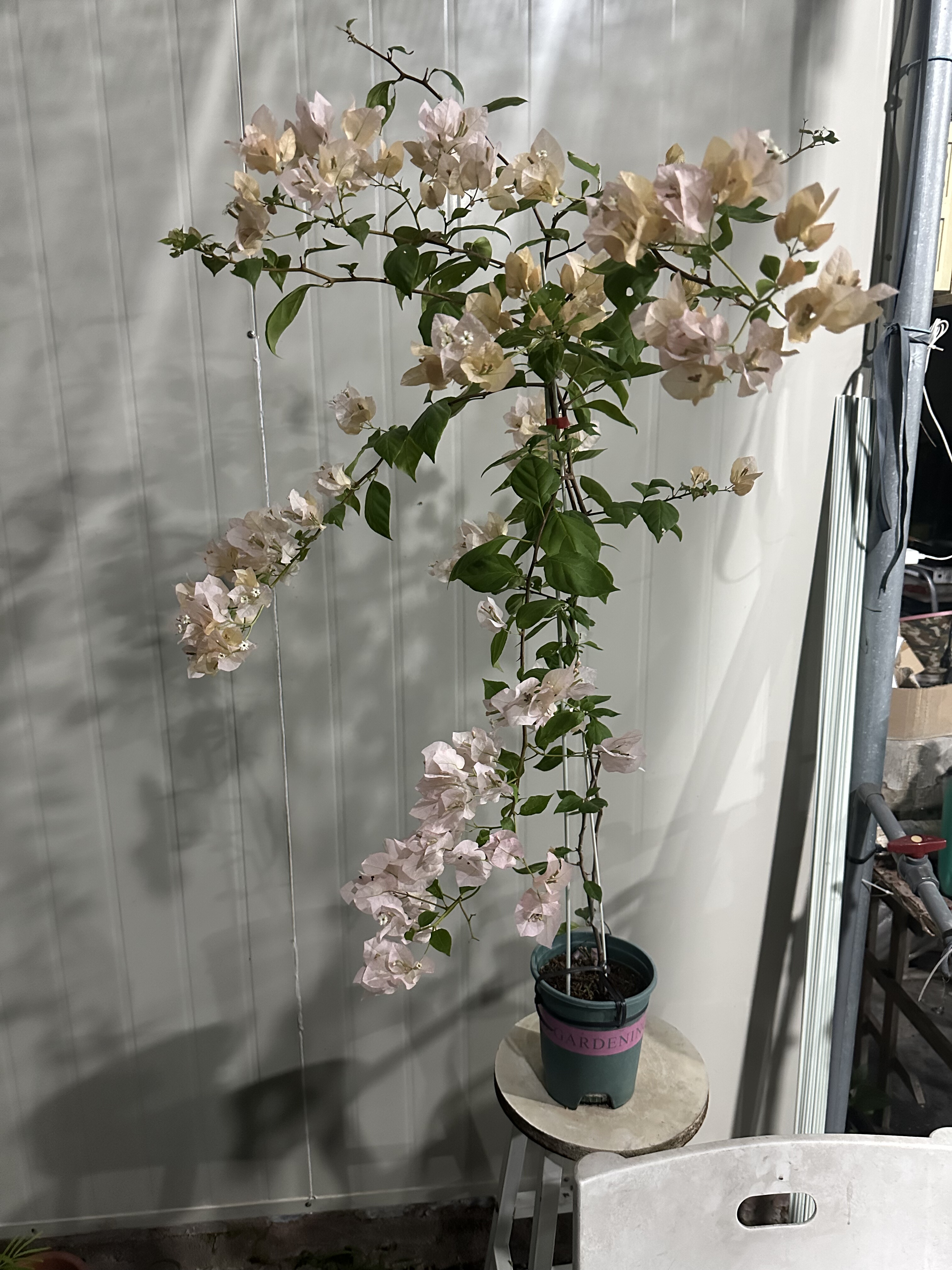 原生阿达的喜悦 高度1.2米左右一物一拍 拍照时间10月11号 就一颗