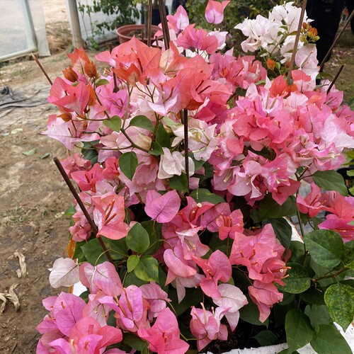 橙口红（马哈拉尼）三角梅 新品种 高贵复色花  带花原生苗 带花