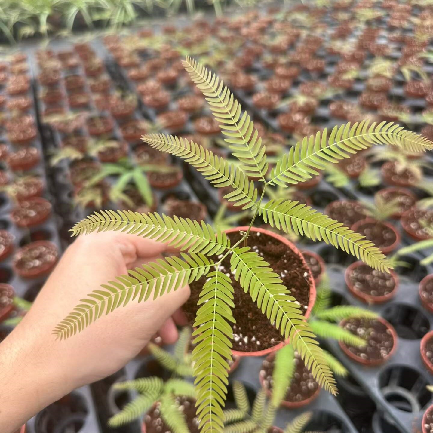 【澳洲密叶猴耳环】茂盛款澳猴室内绿植种子培育根系养好室内好养