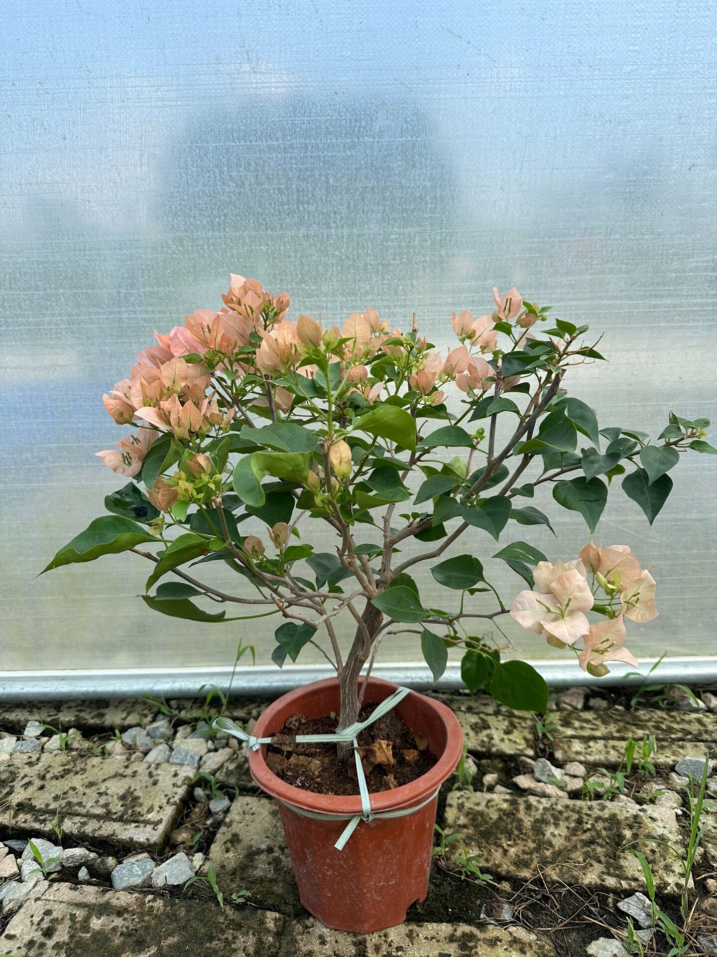 奶昔三角梅 原生苗  花色复古的奶茶粉色 绿叶 四季勤花品种