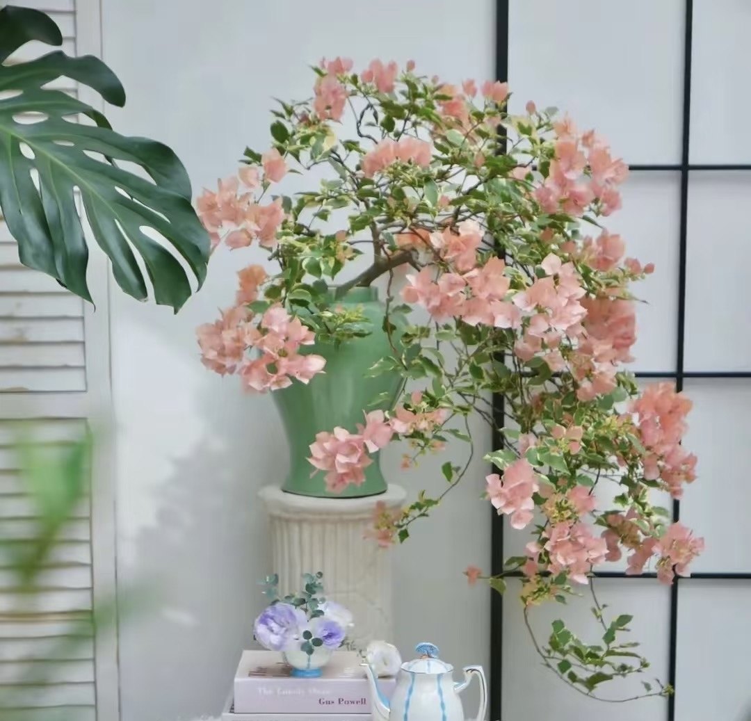 马斯佩拉克三角梅盆栽阳台新品老桩庭院好养四季花卉植物开花勤花