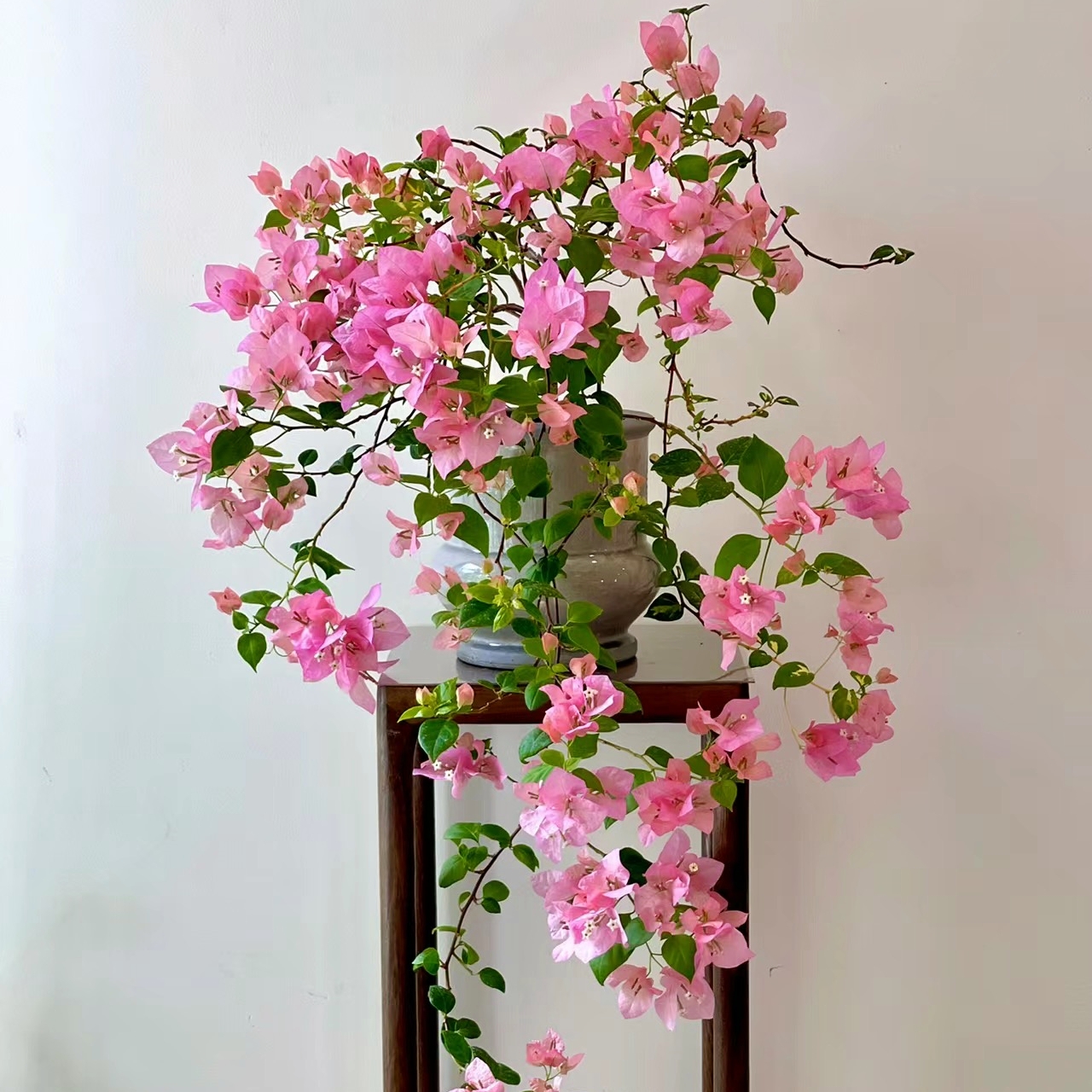 【橙粉公主】三角梅 飘枝 造型 仙气飘飘 四季开花勤花品种 带花
