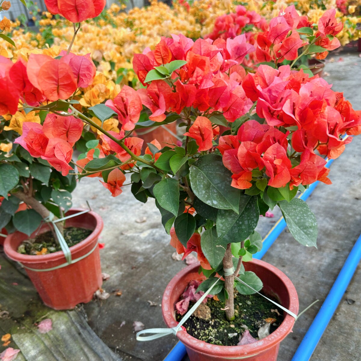 绿叶橙 三角梅 老桩老苗 四季开花 花色系常规花色 庭院阳台爬墙