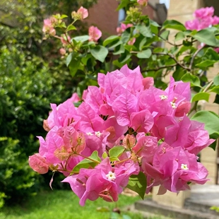 绿叶宫粉 暗斑宫粉 大宫粉 三角梅勤花品种四季开花带盆栽好带花