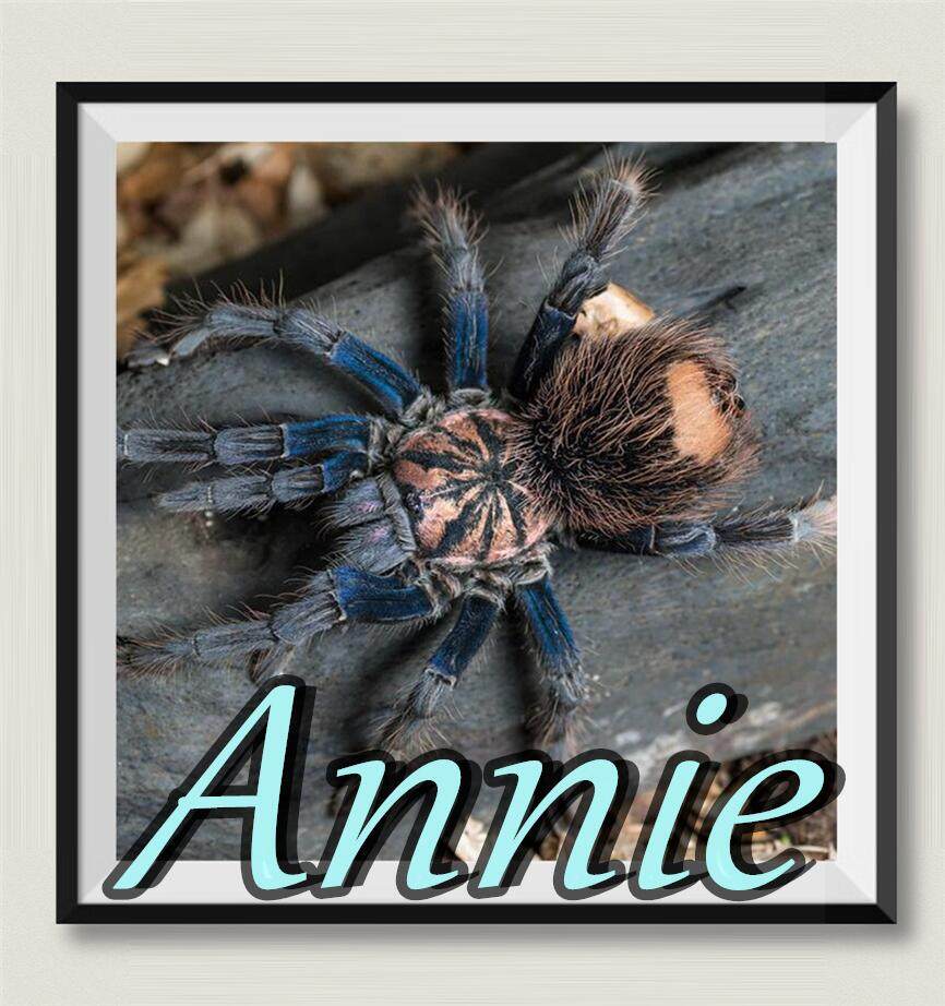 哥伦比亚梦幻蓝镭射网红宠物蜘蛛超高人气x属颜值担当