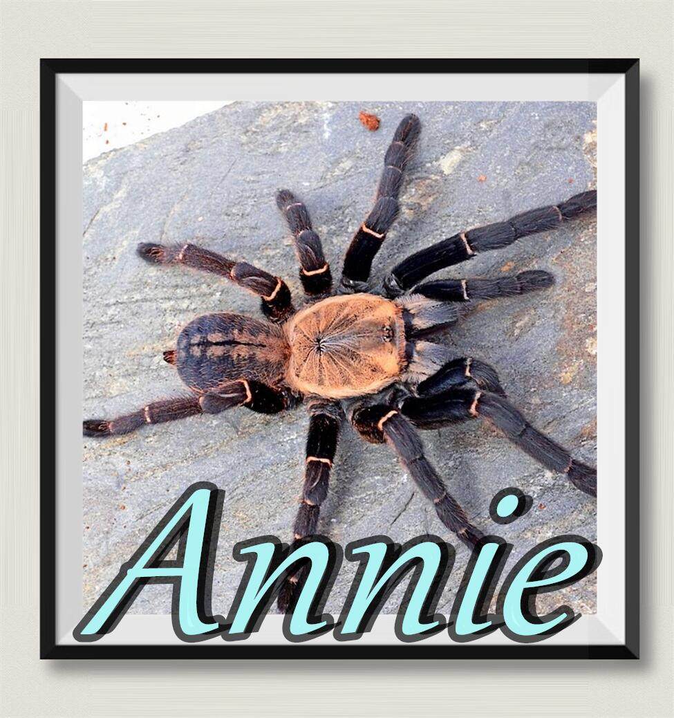 巴赫马地老虎网红宠物蜘蛛高人气老虎家族经典品种