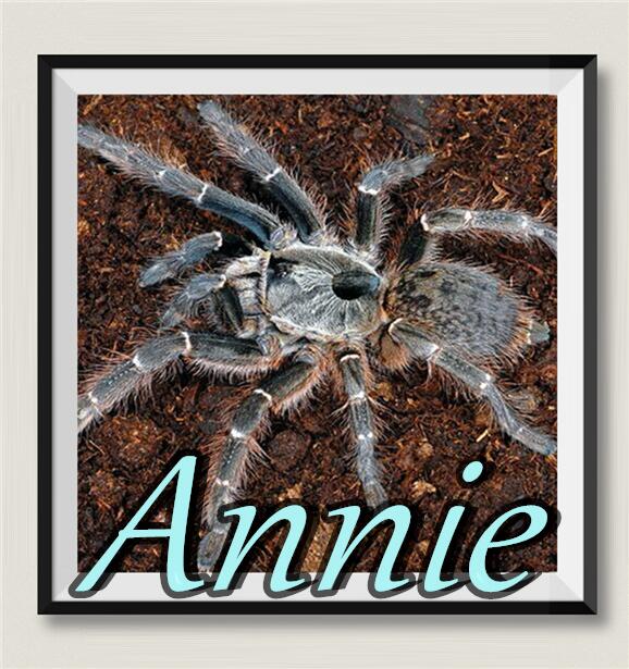 斜角巴布网红宠物蜘蛛超高人气巴布家族经典品种皮实好养