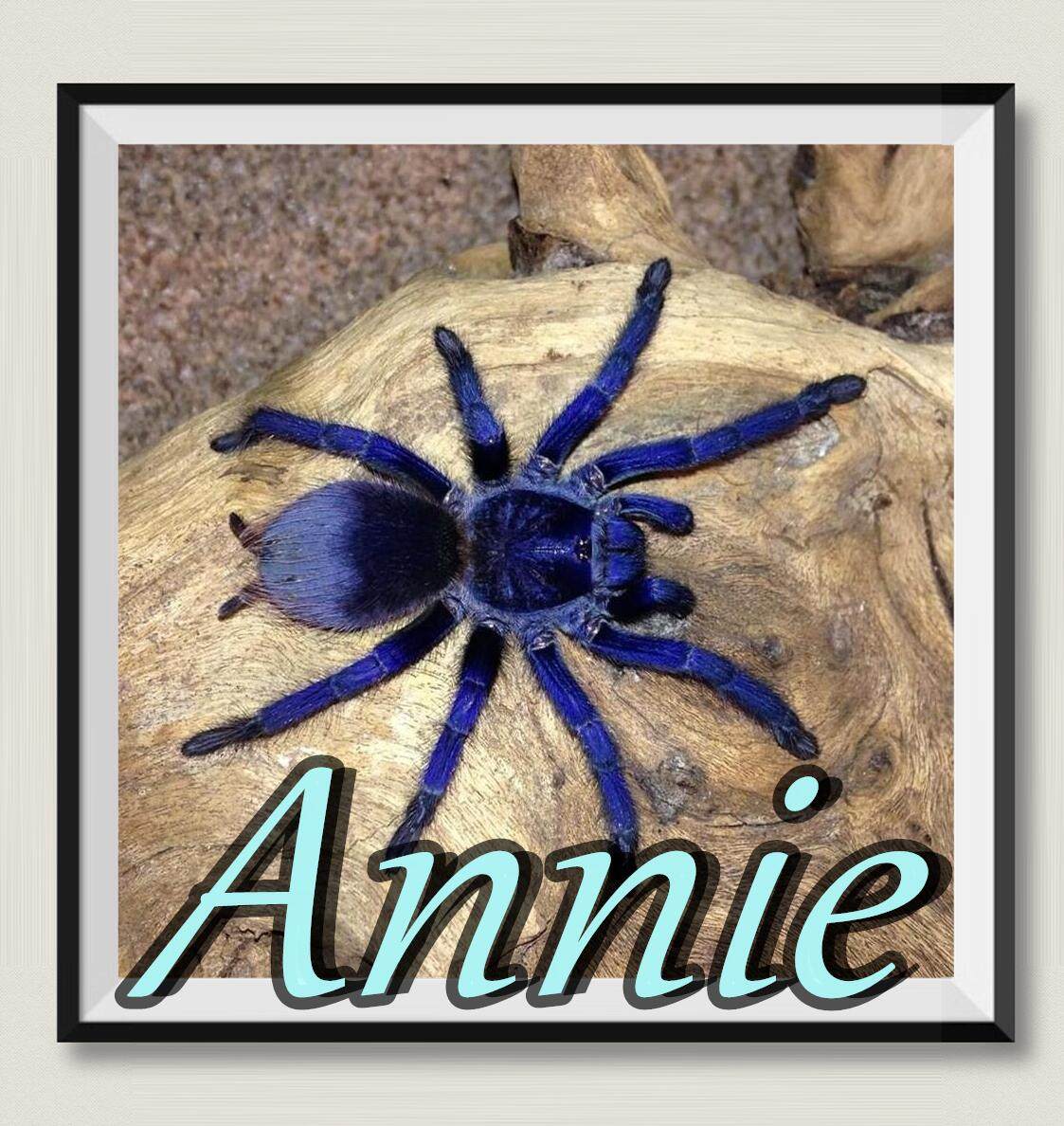 巴西大蓝蛛网红宠物蜘蛛爆款超高人气王蓝色系入门级经典品种