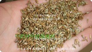 牛夕牛膝种子 加规模种植技术中药材种植指南网 亩用3-4公斤