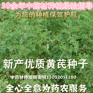 黄芪绵芪铁芪种子关键规模化机械化种植技术黄芩南星