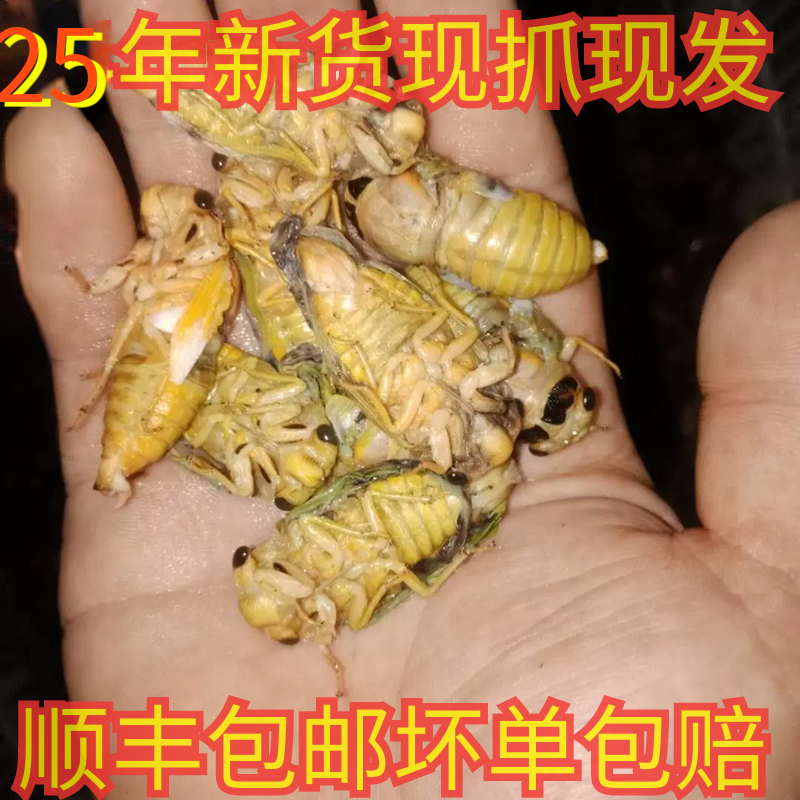 100只25年嫩知了白知了猴嫩蝉鲜嫩脱壳白蝉银蝉嫩金蝉蛹爬蚱爬叉