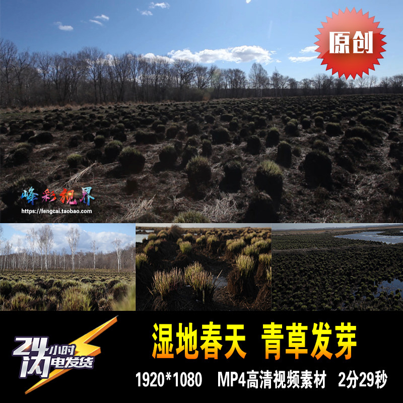 湿地的春天野草发芽万物复苏东北大自然 原创高清视频素材
