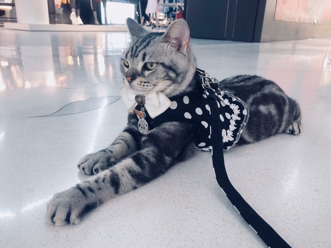 宠物胸背狗牵引绳背心式中小型犬猫家用链子外出遛狗绳泰迪防挣脱