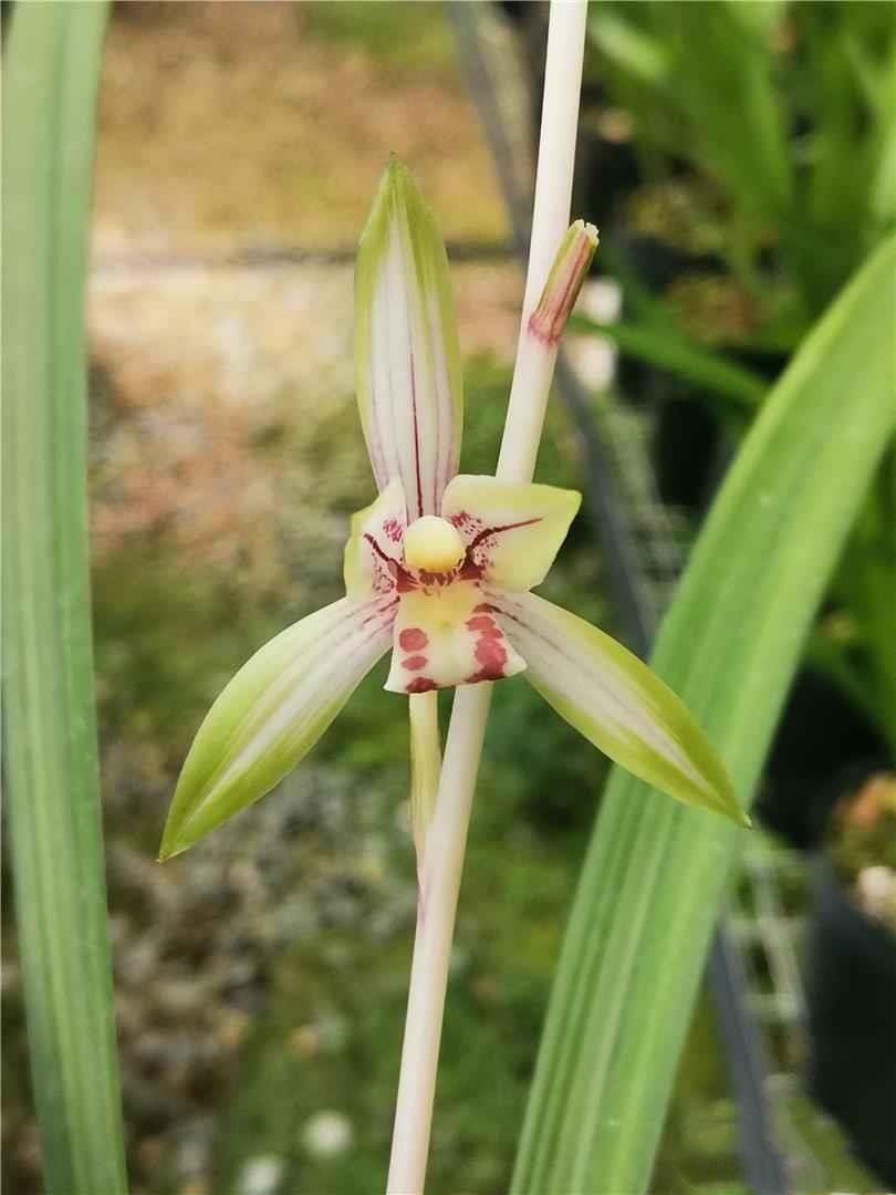 兰花建兰春兰茗品叶艺中透金边拉丝先明艺花艺双全扫尾正品清香