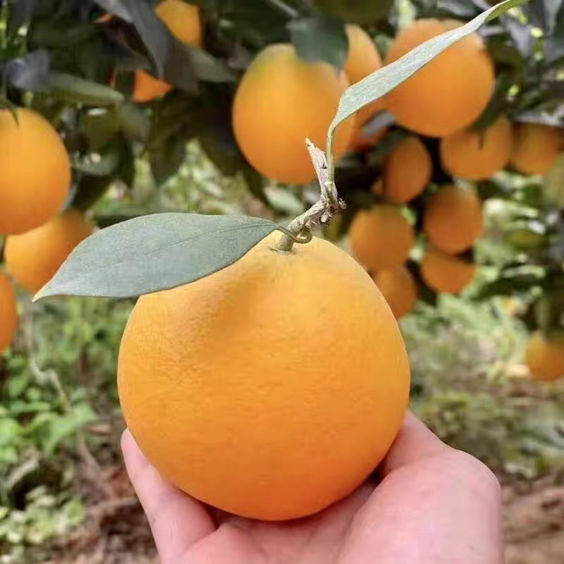 正宗江西赣南脐橙新鲜水果橙子10斤20斤装赣州自家果园现摘直发,水产肉类/新鲜蔬果/熟食,橙,淘宝优惠券,粉丝福利购,淘宝优惠卷