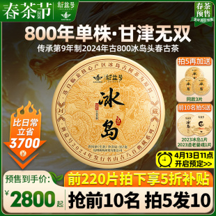 冰岛普洱茶生茶2024新茶春茶新益号古800单株古树云南七子饼茶叶