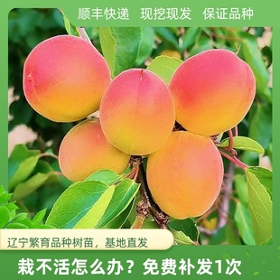 山杏树苗山杏苗山杏砧木苗野生杏树苗杏树实生苗杏树嫁接苗仁用杏