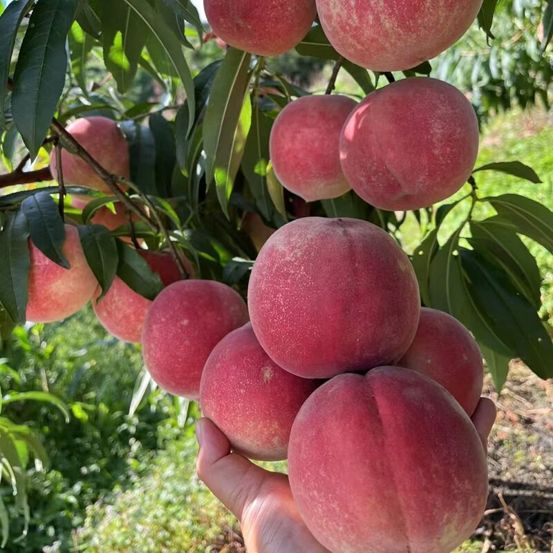 嫁接晚熟秋蜜桃树苗晚蜜桃苗特大水蜜桃桃树苗南北方种植盆栽地栽