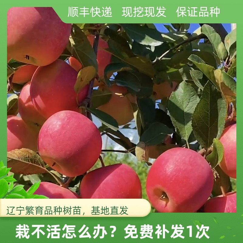 乐淇小苹果树苗嫁接冰糖果苗