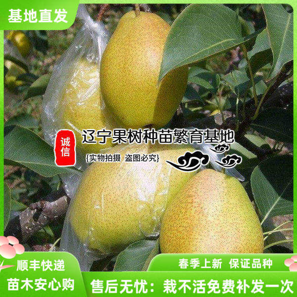梨树苗新品耐寒嫁接红香酥梨苗 汁多味甜香味浓晚熟 庭院盆栽果树