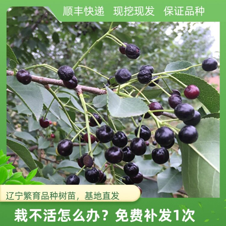 马哈利樱桃树苗砧木嫁接新品种樱桃苗用南方种植北方盆栽地栽果苗