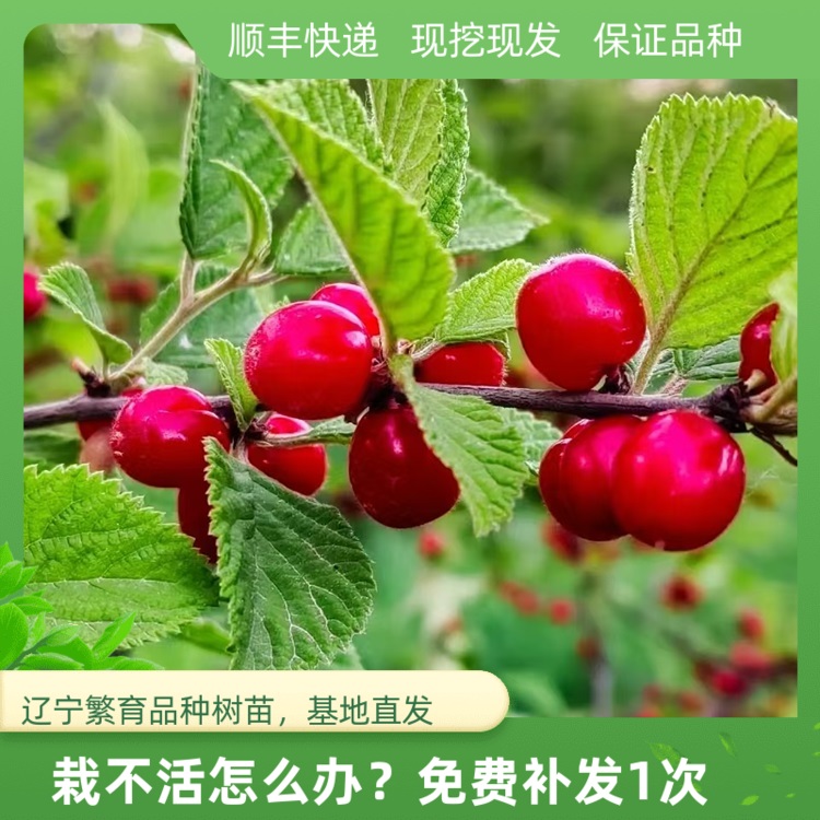 野生山樱桃树苗耐寒南北方种植