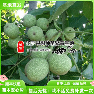 核桃苗8518嫁接苗薄皮辽核桃树苗南北方种植盆栽地栽文玩核桃树苗