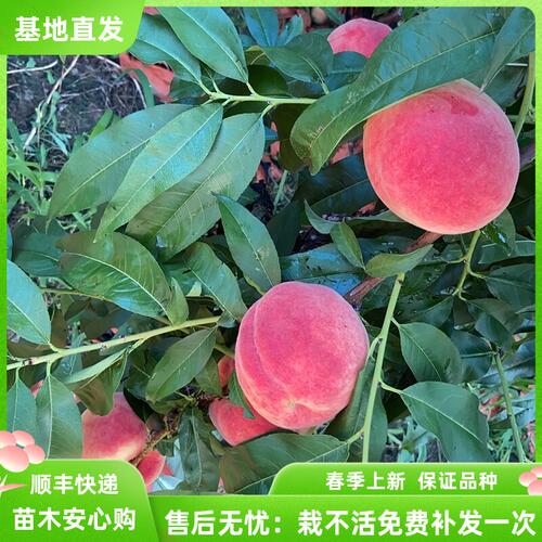 桃树苗大果型冰糖口感脆桃苗