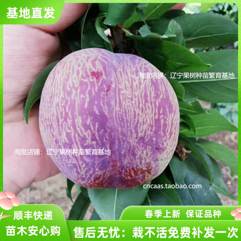 满天星早熟离核蜂糖心李子树苗