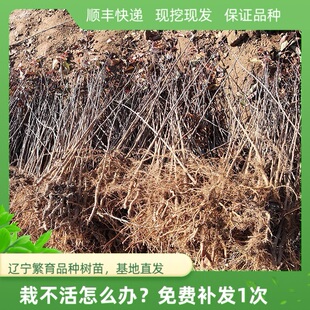 山荆子苗东北野生山丁子树苗种子苹果树嫁接砧木山野果花园艺庭院