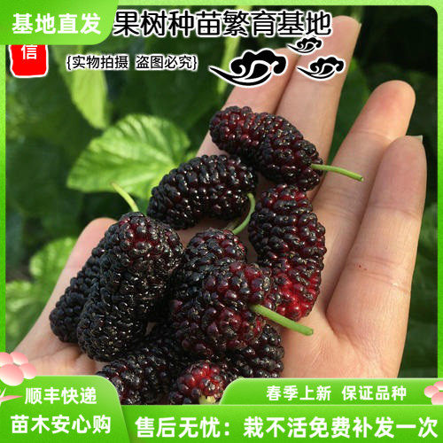 桑树苗无籽桑葚苗黑树莓盆栽地栽果树苗高产南方北方种植二年结果