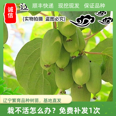 软枣猕猴桃树苗辽宁直销龙成二号圆枣苗东北耐寒奇异莓果苗不包邮,鲜花速递/花卉仿真/绿植园艺,果树,淘宝优惠券,粉丝福利购,淘宝优惠卷