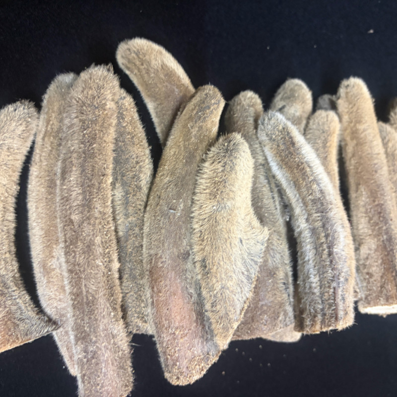 梅花鹿鹿茸新鲜干头茬二杠整枝副角磨粉泡酒整只双阳鹿场东北整根
